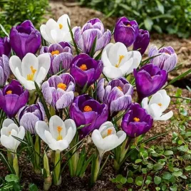 krokus-wiosenny-mix-500-szt-polskie-cebulki