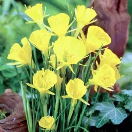 narcyz-luskowaty-golden-bells-5-szt-cebulki-cebule-kwiaty