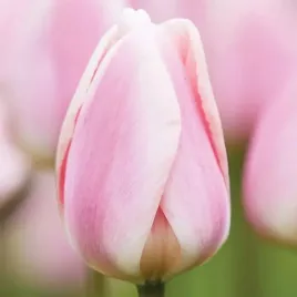 tulipan-jasnorozowy-50-szt-tulipany-cebulki-cebule-tulipanow
