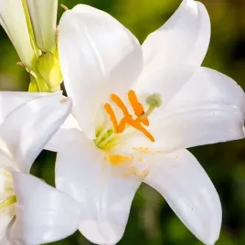 lilia-candidum-swietego-jozefa-1-szt-16-18-cebulki-cebule-lilii-lilie