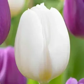 tulipan-bialy-50-szt-10-11-tulipany-cebulki-cebule-tulipanow