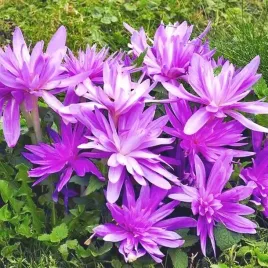 colchicum-zimowit-waterlily-1-szt-cebulki-cebule-kwiaty