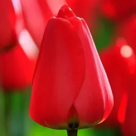tulipan-czerwony-50-szt-tulipany-cebulki-cebule-tulipanow