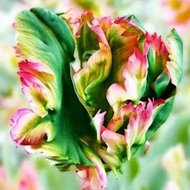 tulipan-papuzi-exotic-parrot-5-szt-tulipany-cebulki-cebule-tulipanow