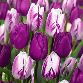tulipan-kolory-fioletu-mix-5-szt-tulipany-cebulki-cebule-tulipanow