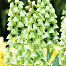 fritillaria-korona-szachownica-ivory-bells-1-szt-cebulki-cebule-kwiaty