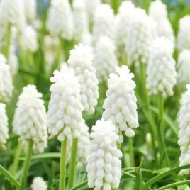 muscari-szafirek-siberian-tiger-10-szt-cebulki-cebule-kwiaty