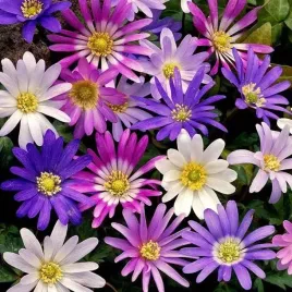 anemon-blanda-zawilec-grecki-mieszanka-10-szt-cebulki-cebule-kwiaty