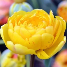 tulipan-pelny-zolty-50-szt-tulipany-cebulki-cebule-tulipanow