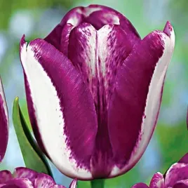 tulipan-bialo-fioletowy-5-szt-tulipany-cebulki-cebule-tulipanow
