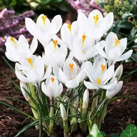 krokus-wiosenny-bialy-xxl-10-szt-8-9-cebulki-cebule-kwiaty