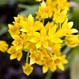 allium-moly-czosnek-zlocisty-100-szt-cebulki-cebule-kwiaty