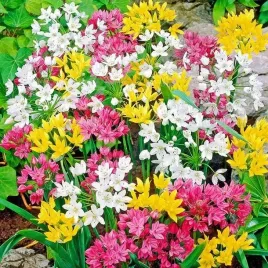 allium-czosnek-ozdobny-mieszanka-mix-100-szt-cebulki-cebule-kwiaty