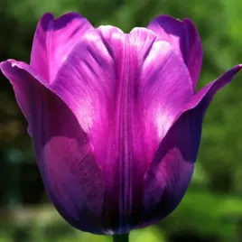 tulipan-fioletowy-50-szt-tulipany-cebulki-cebule-tulipanow