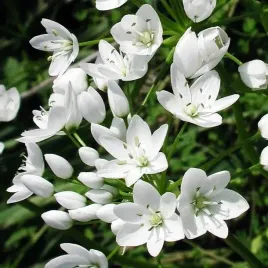 allium-neapolitanum-czosnek-neapolitanski-100-szt-cebulki-cebule-kwiaty