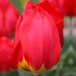 tulipan-pojedynczy-wczesny-red-revival-5-szt-tulipany-cebulki-cebule