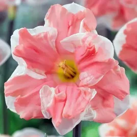 narcyz-o-rozszcz-przykoronku-apricot-whirl-3-szt-cebulki-cebule-kwiaty