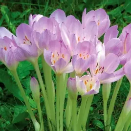 colchicum-zimowit-bizantyjski-1-szt-cebulki-cebule-kwiaty