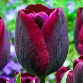 tulipan-bordowy-50-szt-tulipany-cebulki-cebule-tulipanow