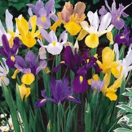 irys-holenderski-mieszanka-mix-10-szt-cebulki-cebule-kwiaty