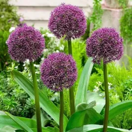allium-czosnek-ostara-1-szt-cebulki-cebule-kwiaty