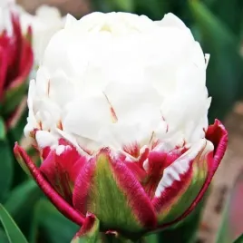 tulipan-lodowy-ice-cream-10-szt-tulipany-cebulki-cebule-tulipanow
