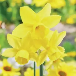 narcyz-botaniczny-yellow-ocean-5-szt-cebulki-cebule-kwiaty