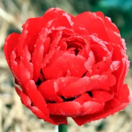 tulipan-pelny-czerwony-50-szt-tulipany-cebulki-cebule-tulipanow