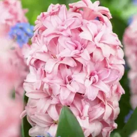 hiacynt-pelny-rosette-1-szt-cebulki-cebule-kwiaty