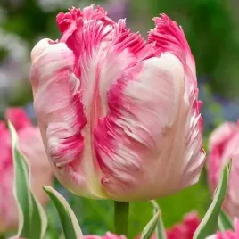 tulipan-papuzi-silver-parrot-5-szt-tulipany-cebulki-cebule-tulipanow