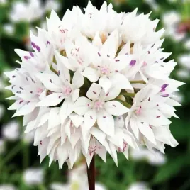 allium-czosnek-graceful-3-szt-cebulki-cebule-kwiaty