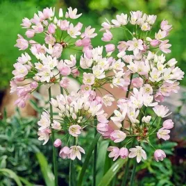 allium-roseum-czosnek-rozowy-100-szt-cebulki-cebule-kwiaty