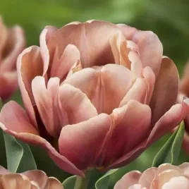 tulipan-pelny-la-belle-epoque-3-szt-tulipany-cebulki-cebule-tulipanow