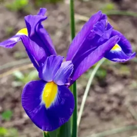 irys-holenderski-sapphire-beauty-10-szt-cebulki-cebule-kwiaty