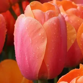 tulipan-darwina-apricot-impression-5-szt-tulipany-cebulki-cebule-tulipanow