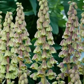 fritillaria-korona-szachownica-green-dreams-1-szt-cebulki-cebule-kwiaty