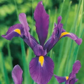 irys-holenderski-purple-sensation-10-szt-cebulki-cebule-kwiaty