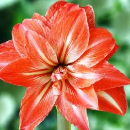 hippeastrum-amarylis-zwartnica-lady-jane-1-szt-cebulki-cebule-kwiaty