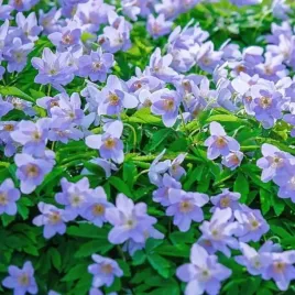 anemon-zawilec-nemerosa-robinsoniana-1-szt-cebulki-cebule-kwiaty
