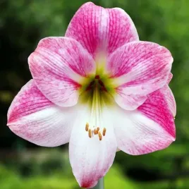 hippeastrum-amarylis-zwartnica-pink-blossom-1-szt-cebulki-cebule-kwiaty