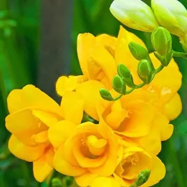 freesia-double-frezja-pelna-zolta-10-szt-cebulki-cebule-kwiaty