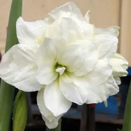 hippeastrum-amarylis-zwartnica-jewel-1-szt-cebulki-cebule-kwiaty