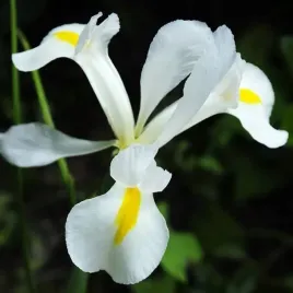 irys-holenderski-white-excelsior-10-szt-cebulki-cebule-kwiaty