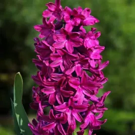 hiacynt-woodstock-10-szt-cebulki-cebule-kwiaty