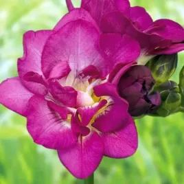 freesia-double-frezja-pelna-fioletowa-10-szt-cebulki-cebule-kwiaty
