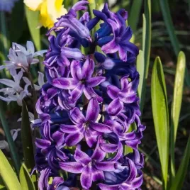 hiacynt-purple-star-10-szt-cebulki-cebule-kwiaty