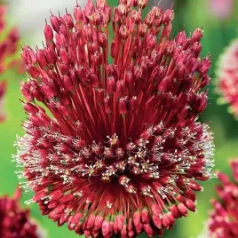 allium-czosnek-red-mohican-1-szt-cebulki-cebule-kwiaty
