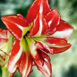 hippeastrum-amarylis-zwartnica-pasadena-1-szt-cebulki-cebule-kwiaty