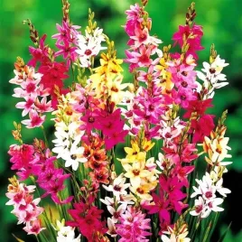 ixia-iksja-ogrodowa-mieszanka-mix-10-szt-cebulki-cebule-kwiaty