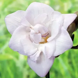 freesia-double-frezja-pelna-biala-10-szt-cebulki-cebule-kwiaty